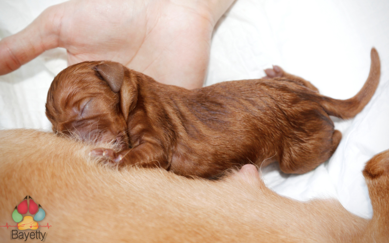 Dexter Bayetty chovatelská stanice maďarských ohařů krátkosrstých MOK   Dexter Bayetty chovatelská stanice maďarských ohařů krátkosrstých MOK